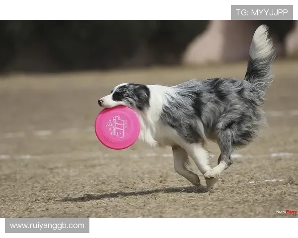 北京飞盘队在世界滑板锦标赛中的心理素质表现分析与点评